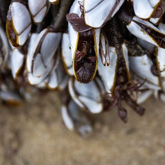 Mussels to be poured on mussel shell reef to revive 'devastated' population