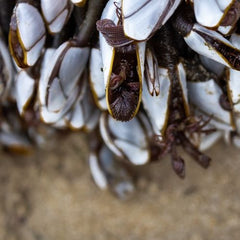 Mussels to be poured on mussel shell reef to revive 'devastated' population
