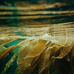 Advancing responsible deep blue carbon: a business strategist perspective
