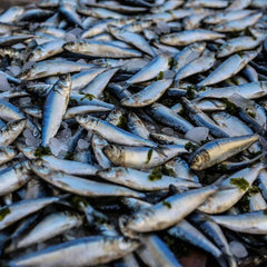 Navigating the Tide: The Imperative of Sustainable Seafood