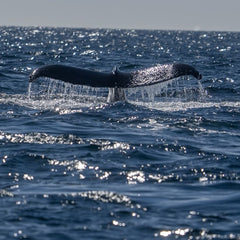 MIT launches Maritime Consortium to drive autonomous navigation and decarbonisation