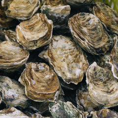 The Seas Are Rising. Could Oysters Help?