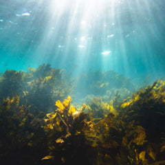 A case for seaweed aquaculture inclusion in U.S. nutrient pollution management