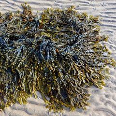Newcastle University study reveals how seaweed could change the way we wash our clothes