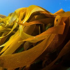 Can seaweed save the world? Well it can certainly help in many ways