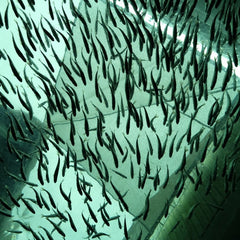 New environmental standards set for farmed fish feed