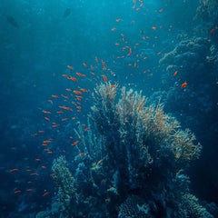 4 Investments to Secure Ocean Health and Wealth