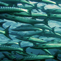 Fish farming could be the center of a future food system