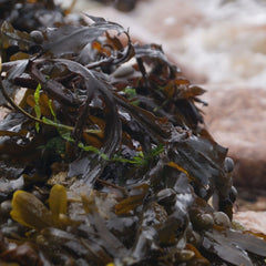 Seaweed industry stays afloat, seeks growth during pandemic
