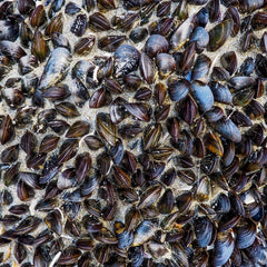 Assessing the ecosystem services of farmed shellfish