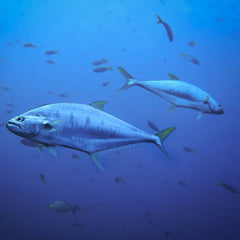 Expanded Marine Protections Benefited Hawaii Tuna Fishery, Study Shows