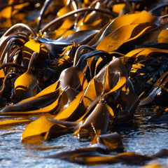 The Seaweed Superfood Revolution Could End World Hunger—and Save The Planet