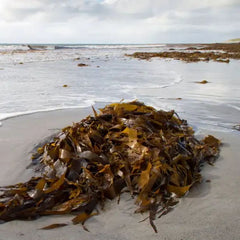 Battery Made Using Seaweed Still Works After Charging 1000 Times