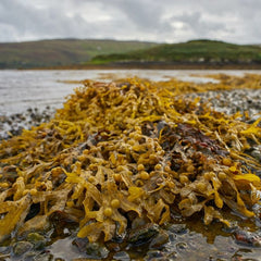 Steps toward a sustainable seaweed industry
