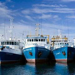 New AI study leaves "industrial fishing's bad guys nowhere to hide"