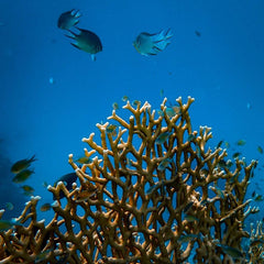 ‘Ocean 100’: Small Group of Companies Dominates Ocean Economy