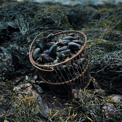 Unwrapping The Formula To Profitable Ocean Investments – The Case Of Shellfish Aquaculture