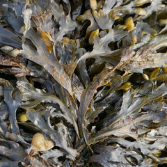WHOI Advancing a Seaweed Solution to Develop New Kelp Strains
