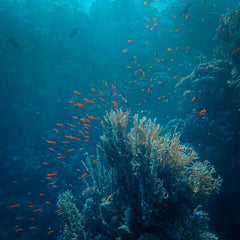 To save our ocean, we need a sustainable blue economy