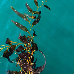 What are the impacts of farming brown kelp?