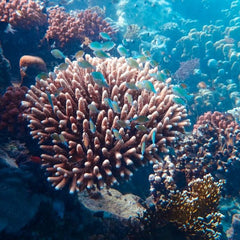 Report Details Climate Impact on Coral Reefs, Warns of 'Human Tragedy'