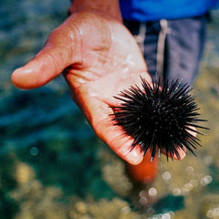 Canadian Investment Firm Snaps Up Urchin Aquaculture Company