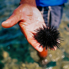 Here's how eating sea urchins could help save the oceans' dying kelp forests