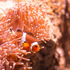 Financing coral reef restoration through biodiversity credits