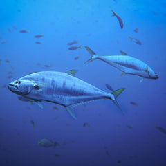 Tuna Fishing and Retail Groups Join Pew in Encouraging Ratification of Crew Safety Treaty
