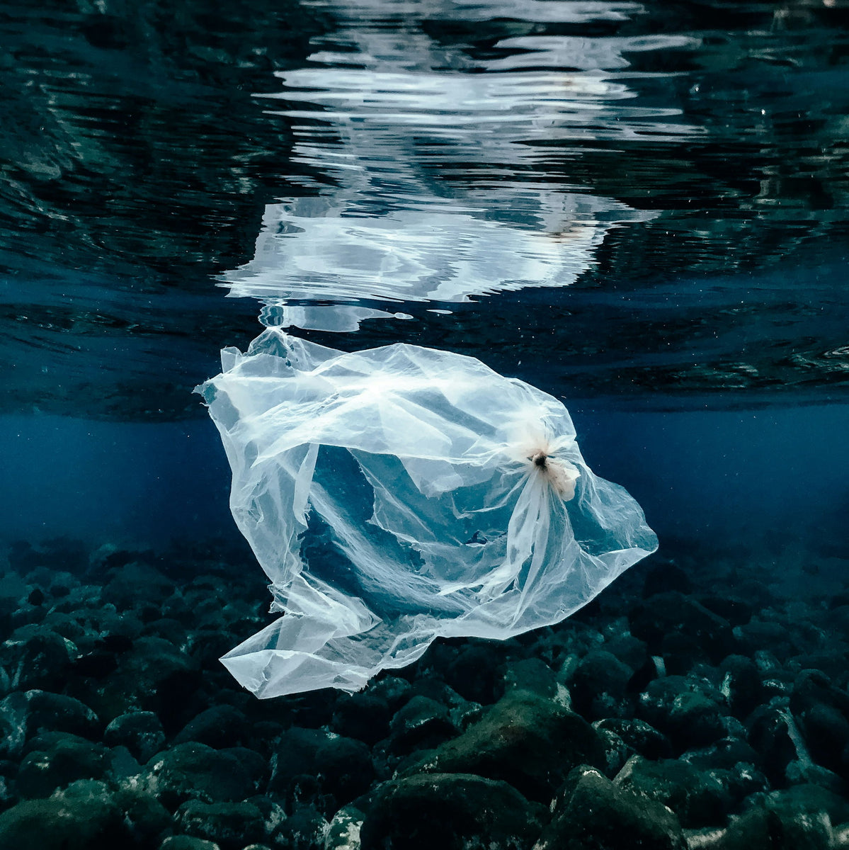 How Microplastics Are Permeating Our Oceans And Marine Life ...