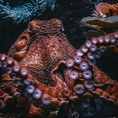 World Octopus Day IG Live