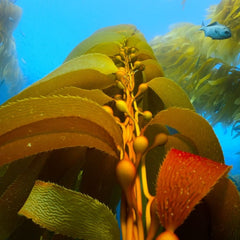 The value of ecosystem services in global marine kelp forests