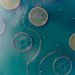 Bolsonaro backs “world’s largest” offshore aquaculture plan