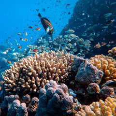 Coral reefs: our underwater food factory
