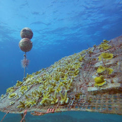 Building a business in coral-reef restoration