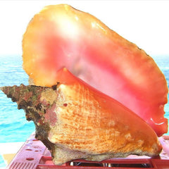 Queen conch dying out in the Bahamas despite marine parks