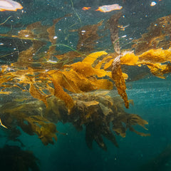 This startup grows kelp then sinks it to pull carbon from the air