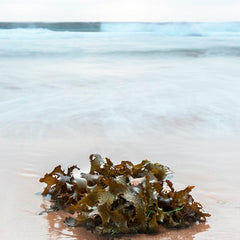 Seaweed recycling startups get funded, as Sargassum bloom hits Florida