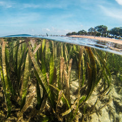 Seychelles Seagrass Research Supports Country’s Climate Commitment