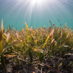 Google-backed coalition to help scale ocean, rock carbon removals