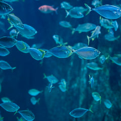 Warmer, oxygen-poor waters threaten world’s ‘most heavily exploited’ fish