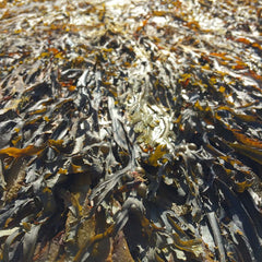 The ocean farmers trying to save the world with seaweed