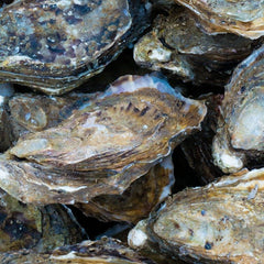 Global Study Sheds Light on the Valuable Benefits of Shellfish and Seaweed Aquaculture