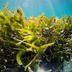 World Bank Predicts $11.8 Billion Growth In Novel Seaweed Markets
