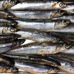 New Anchovy Protections Will Help People, Wildlife, and Ocean Health