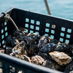 Hundreds of oysters found on NYC coast — indicating vital species is on the mend