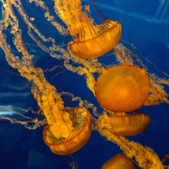 Goldman Sachs AM Launches First Biodiversity Bond Fund, Targeting Up to $500 Million