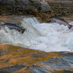 Biden Administration targets funding for salmon recovery and restoration in U.S. West