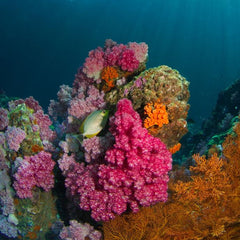 Decoding Coral Reefs: Exploring Their Status, Risks and Ensuring Their Future