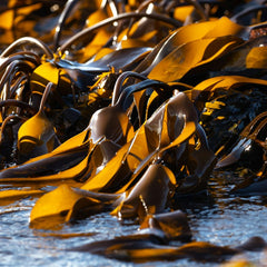 Why it's too soon to write off seaweed